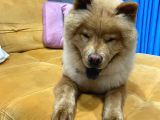 1 Yaşındaki Chow Chow Oğlumuza Yuva