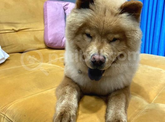 1 Yaşındaki Chow Chow Oğlumuza Yuva görsel