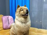 1 Yaşındaki Chow Chow Oğlumuza Yuva