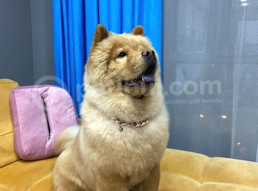1 Yaşındaki Chow Chow Oğlumuza Yuva görsel