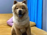 1 Yaşındaki Chow Chow Oğlumuza Yuva