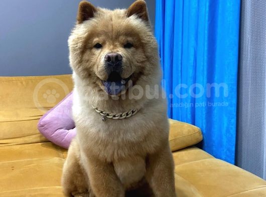 1 Yaşındaki Chow Chow Oğlumuza Yuva