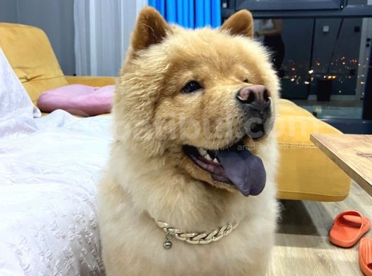 1 Yaşındaki Chow Chow Oğlumuza Yuva görsel