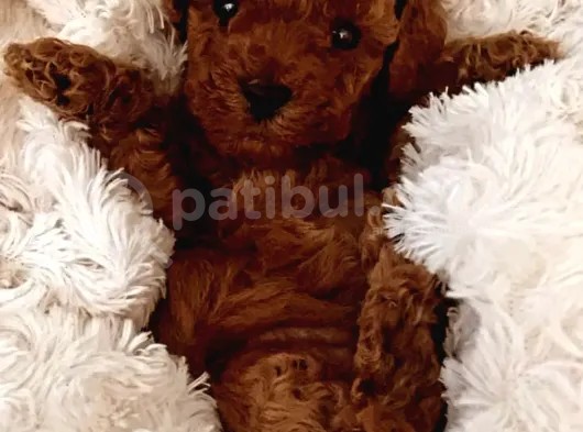 Red Brown Poodlebebeğim görsel