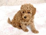 0 Numara Erkek Toy Poodle Yavrumuz