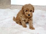 0 Numara Erkek Toy Poodle Yavrumuz