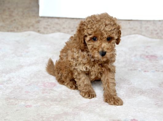 0 Numara Erkek Toy Poodle Yavrumuz görsel