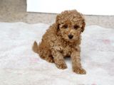 0 Numara Erkek Toy Poodle Yavrumuz