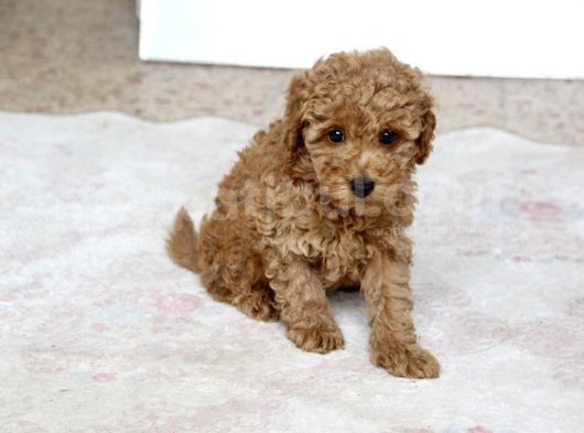 0 Numara Erkek Toy Poodle Yavrumuz görsel