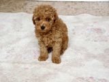 0 Numara Erkek Toy Poodle Yavrumuz
