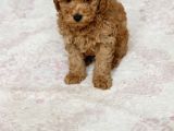 0 Numara Erkek Toy Poodle Yavrumuz
