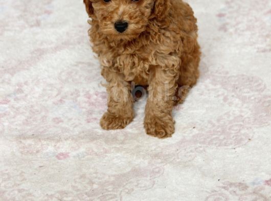 0 Numara Erkek Toy Poodle Yavrumuz görsel