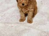 0 Numara Erkek Toy Poodle Yavrumuz