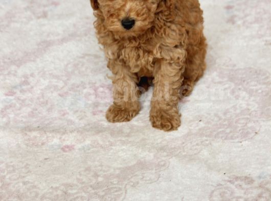0 Numara Erkek Toy Poodle Yavrumuz görsel