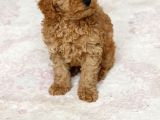 0 Numara Erkek Toy Poodle Yavrumuz