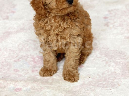 0 Numara Erkek Toy Poodle Yavrumuz görsel