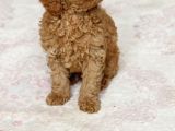 0 Numara Erkek Toy Poodle Yavrumuz