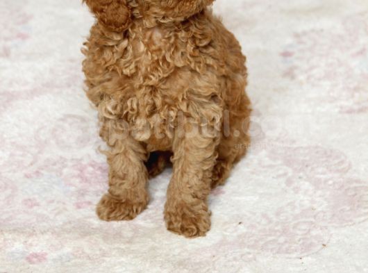 0 Numara Erkek Toy Poodle Yavrumuz görsel