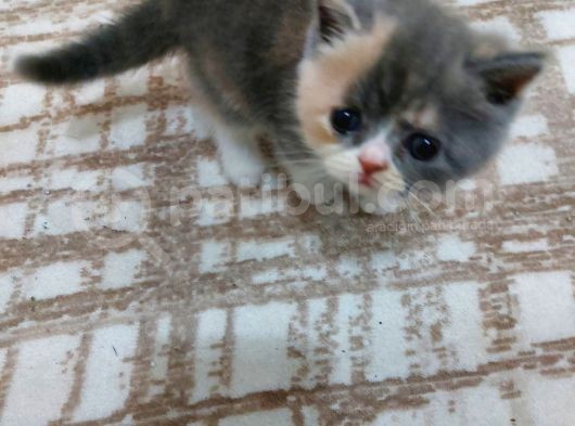 2 Aylık Exotic Shordhair Yavruları
