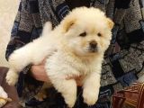 puppy pawdan çin aslanı yavruları