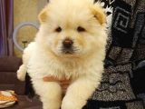 Puppy Pawdan Çin Aslanı Yavruları