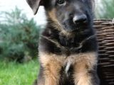 Puppy Pawdan Alman Çoban Köpeği Yavruları
