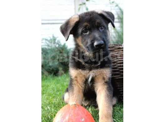 Puppy Pawdan Alman Çoban Köpeği Yavruları görsel
