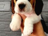 Puppy Pawdan Beagle yavruları