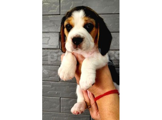 Puppy Pawdan Beagle Yavruları