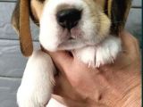 Puppy Pawdan Beagle Yavruları