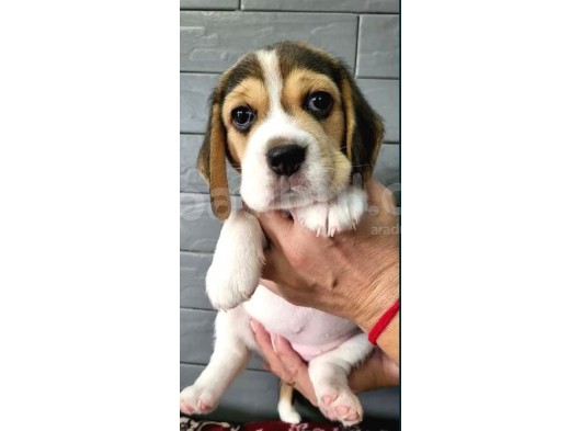 Puppy Pawdan Beagle Yavruları görsel