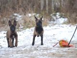 puppy pawdan belçika kurdu malinois yavruları
