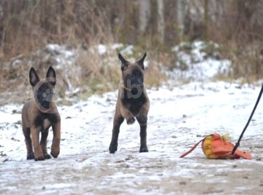 Puppy Pawdan Belçika Kurdu Malinois Yavruları