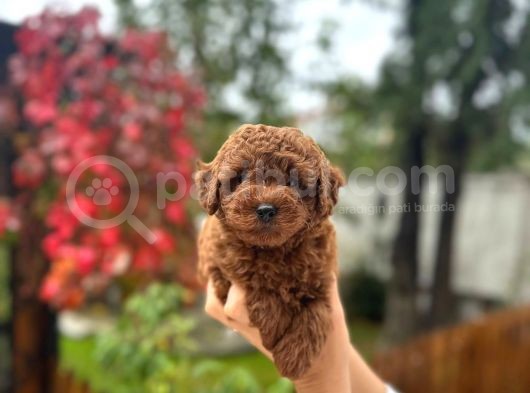 Scrli Toypoodle Yavrular görsel
