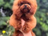 Scrli Toypoodle Yavrular