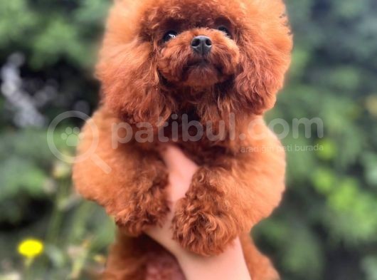 Scrli Toypoodle Yavrular