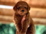 Scrli Toypoodle Yavrular