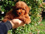 Scrli Toypoodle Yavrular