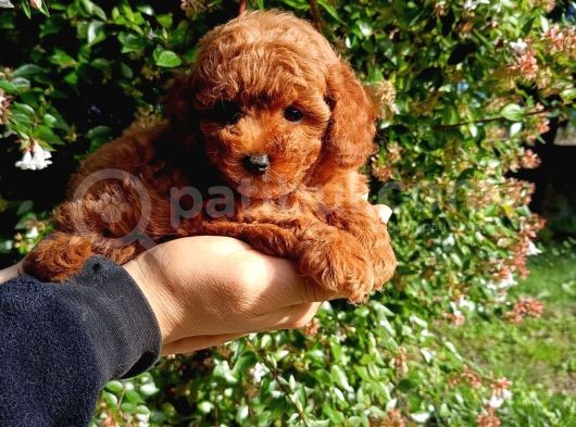 Scrli Toypoodle Yavrular görsel