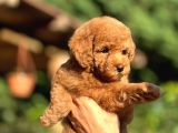 Scrli Toypoodle Yavrular