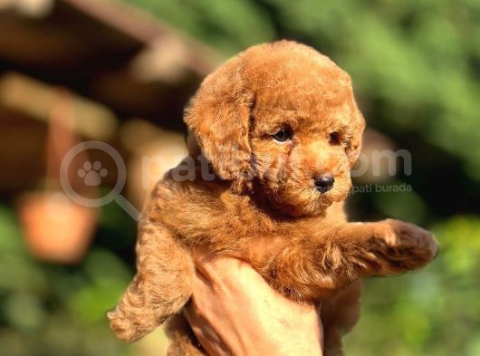 Scrli Toypoodle Yavrular görsel