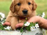 KIZIL RENK GOLDEN BEBEKLER