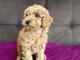 0 numara erkek toy poodle yavrumuz