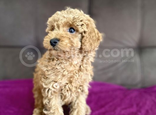 0 Numara Erkek Toy Poodle Yavrumuz