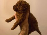 Orijinal Toy Poodle Yavrular