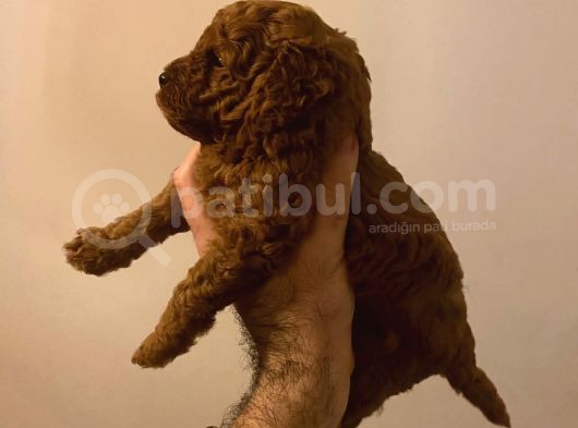Orijinal Toy Poodle Yavrular görsel