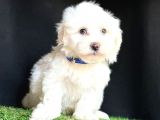 maltese mini sevimli yavrular