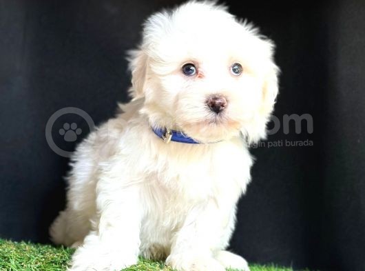 Maltese Mini Sevimli Yavrular