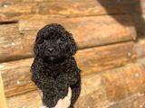 Black Poodle Mi̇ni̇ Toy Poodle Yavrumuz