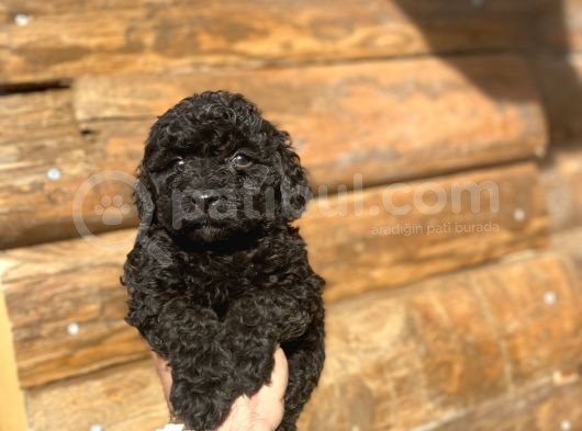 Black Poodle Mi̇ni̇ Toy Poodle Yavrumuz görsel